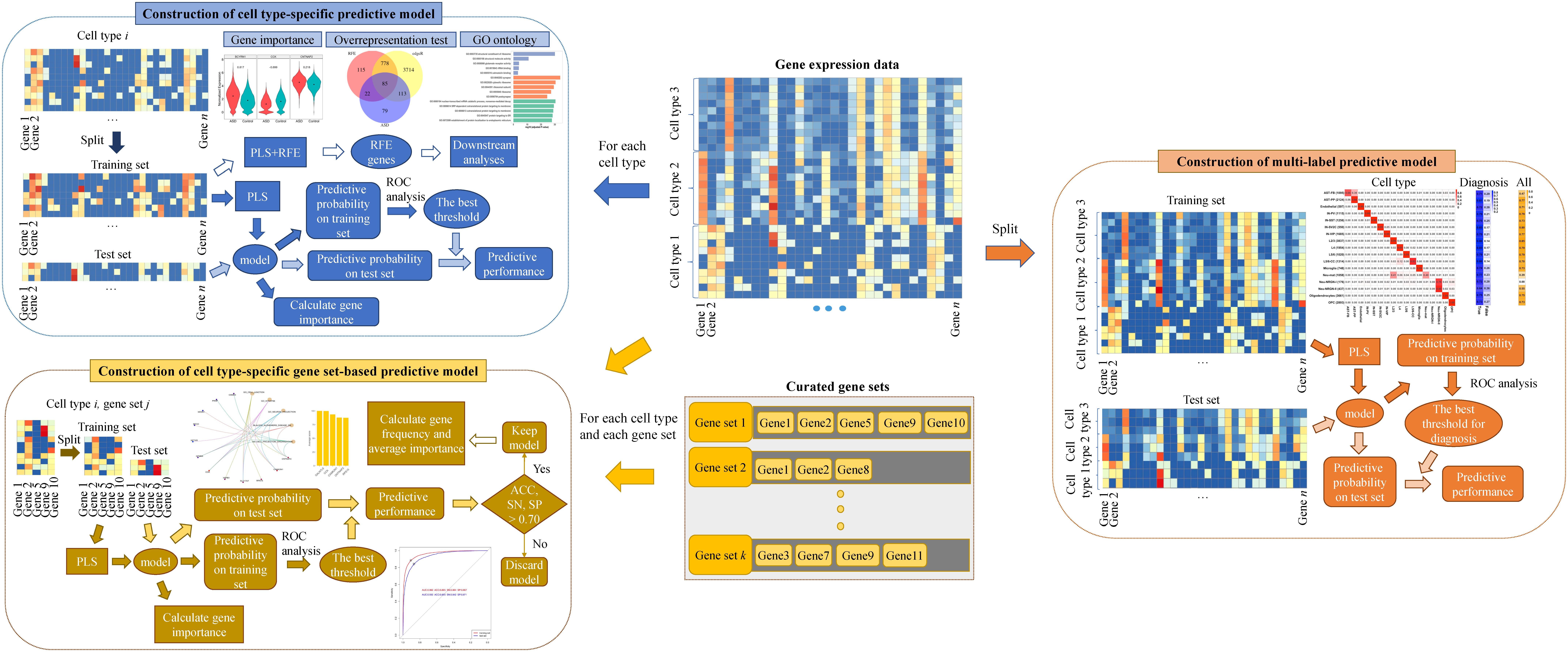 Cell type-specific predictive models perform prioritization of genes and gene sets associated with autism
