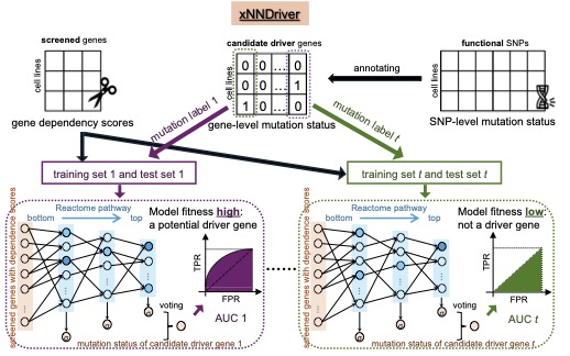 Explainable deep learning for identifying cancer driver genes based on the Cancer Dependency Map