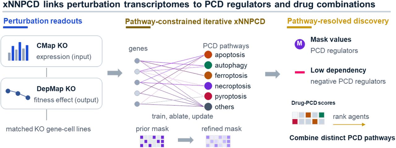 xNNPCD identifies regulators of programmed cell death by integrating perturbation transcriptomes with cancer dependency profiles